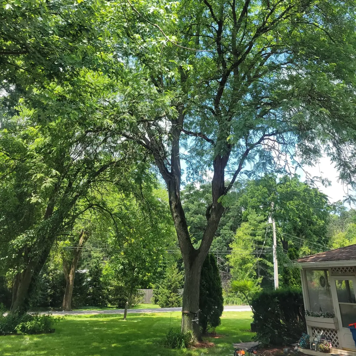 Forever Young Tree Services website preview